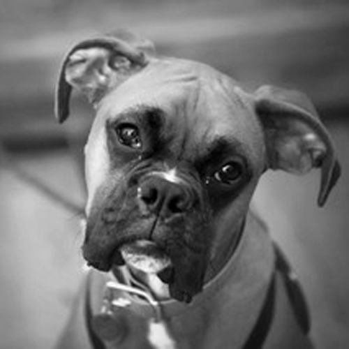 bump physiotherapy team member holly the boxer